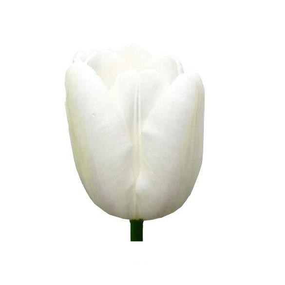 Тюльпан белый Хакуун